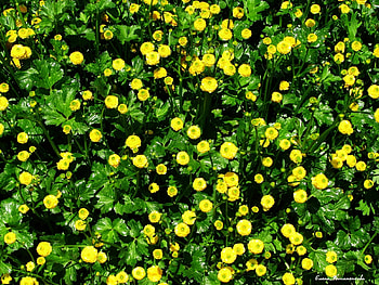 Plants, Flowers, Background HD wallpaper