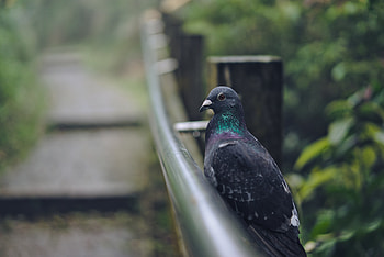 Animals, Bird, Grey, Dove HD wallpaper