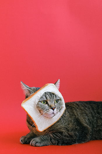 Adorable tabby cat with a bread slice collar posing against a bright red background. HD phone wallpaper