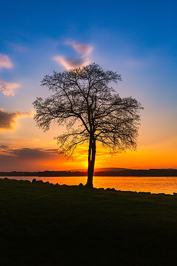 Landscape, Nature, Sunset, Lake, Shore, Bank, Wood, Tree, Evening HD phone wallpaper