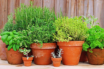Planting and growing thyme, Herb cultivation, Harvesting tips, Enriching home garden HD wallpaper