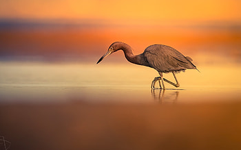 Heron, mist, water, bird HD wallpaper