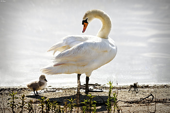 Animals, Birds, Swan, Chick, Nestling HD wallpaper