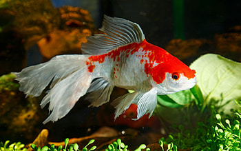 Gold Fish, Goldfish , Background , no keywords available HD wallpaper