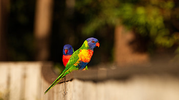 Colorful Rainbow Lorikeet Birds Are Standing On Wall In Blur Background Birds HD wallpaper