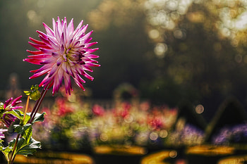 Pink Flower Macro, pink, flowers, macro, graphy HD wallpaper