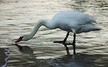 Animals, Bird, Swan, Sing HD wallpaper