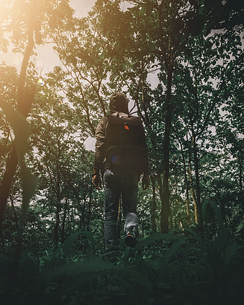 Nature, Miscellanea, Miscellaneous, Forest, Journey, Stroll, Human, Person HD phone wallpaper