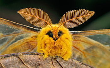 Silk moth, Poodle moth, Cute moth, Weird animals HD wallpaper