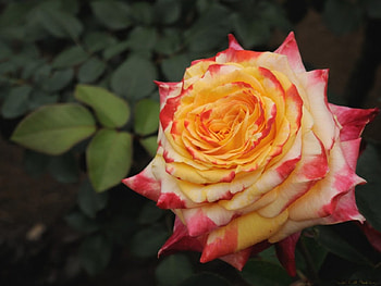 Blooming Rose, rose, leaves, petals, green, nature, flowers, macro HD wallpaper