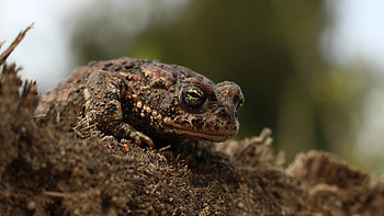 Macro animals, Amphibian wonders, High-definition , Nature's marvels HD wallpaper