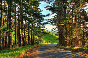 Road, nature, forest, tree HD wallpaper