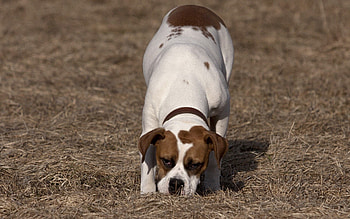Animals, Grass, Dog, Spotty, Spotted, Stroll, Kid, Tot HD wallpaper
