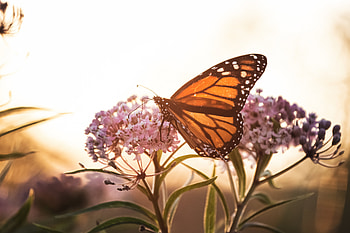 Flowers, Macro, Close-Up, Butterfly HD wallpaper