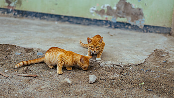 Animals, Cats, Couple, Pair, Striped, Kittens HD wallpaper