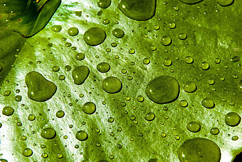 Water drops, close up, water lily leaf HD wallpaper
