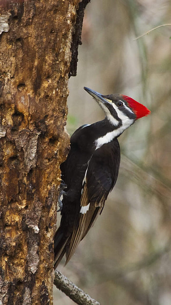 Woodpecker, Beautiful HD phone wallpaper