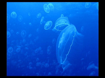 LOTS OF JELLYS, no, you want to go swimming HD wallpaper