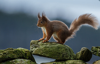 Animals, Squirrel, Stones, Redhead HD wallpaper