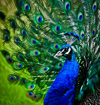 Animals, Feather, Bird, Pattern, Peacock HD phone wallpaper