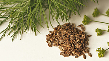 Perfect timing for herbs, Outdoor herb gardening, Krutergarten's guide, Planting tips HD wallpaper