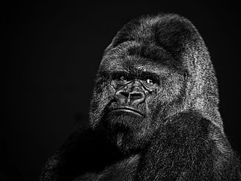 gorilla , Nature's marvel, graphic excellence, Stunning visuals HD wallpaper