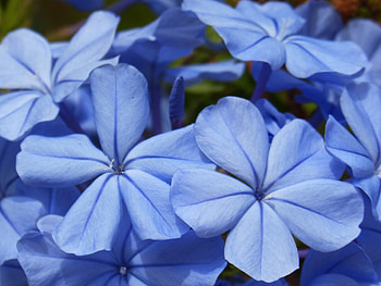 Flowers, Close-Up HD wallpaper
