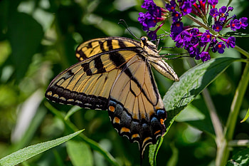 Flowers, Grass, Leaves, Macro, Insect, Butterfly HD wallpaper
