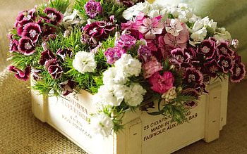 Plants, Flowers HD wallpaper