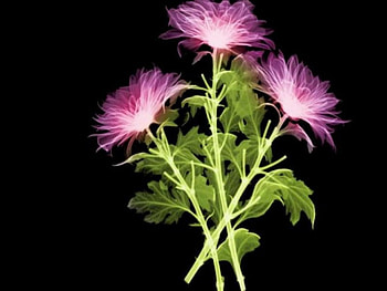 Toobright4me, pink, flowers, bright HD wallpaper