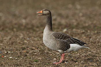 British geese, Migration patterns, Birdwatching locations, Identification guide HD wallpaper