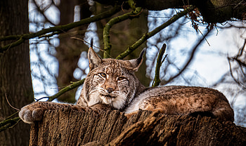 Animals, Iris, Wood, Tree, Big Cat, Animal HD wallpaper