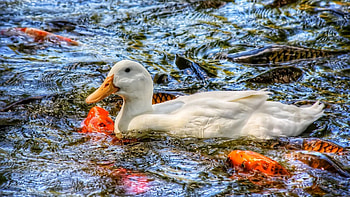 Animals, Water, Fishes, Duck, Basin, Carp HD wallpaper