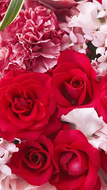 Beautiful Rose, Roses, Background HD phone wallpaper