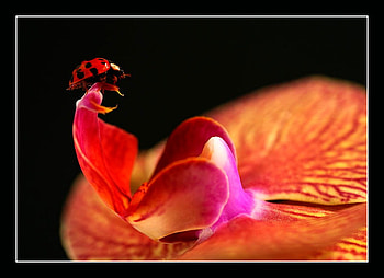 Bug on Flower, cool HD wallpaper