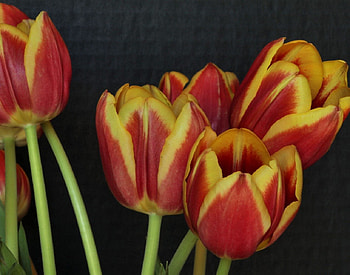 Tulips, tender, soft, flowers, beautiful tulips HD wallpaper