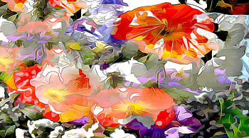 Flowers, white, painting, art, poppy, pictura, flower, red HD wallpaper