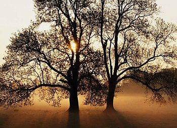 Wild Sweep, trees, forests, nature, sun, land HD wallpaper