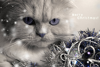 Merry Christmas, blue, sweet, blue eyes, kitty, cute, cat, christmas, adorable HD wallpaper