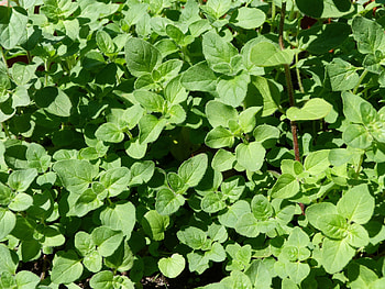 Wild marjoram , Royalty , Peakpx HD wallpaper