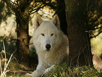 The White Wolf , animals, other, dogs, nature, wolf HD wallpaper