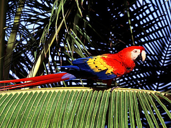 Animals, Birds, Parrots HD wallpaper