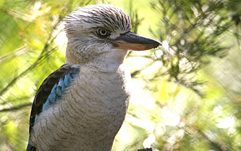 Kookaburra, birds, bird, animals HD wallpaper