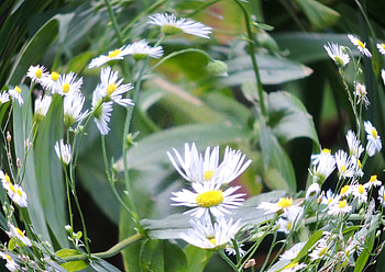 Daisies, graphy, Summer, Fisheye graphy, Flowers, Nature HD wallpaper