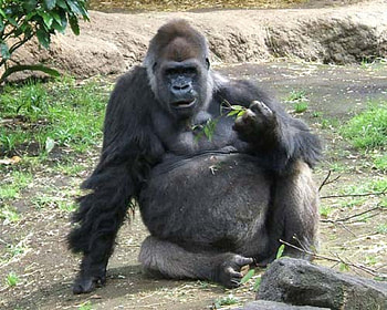 Did I ever tell you the joke about a priest, Rabbi and atheist?, sitting, eating leaves, amazon gorilla, trees, grey coat, shrubs HD wallpaper