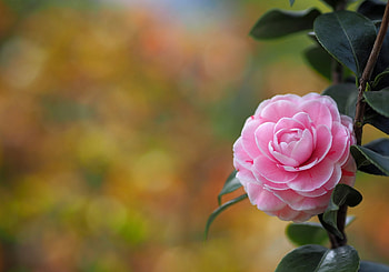 Camellia flower, Blooming petals, , Floral beauty HD wallpaper