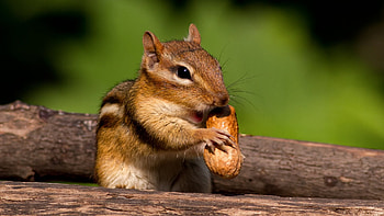 Chipmunk, Animals, , Page 3 HD wallpaper