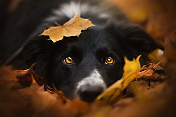 Am I cute?, dog, black, border collie, autumn, eyes, leaf, orange, caine, toamna HD wallpaper