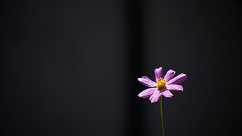 Flower, Minimalism, Kosmeya, Cosmos HD wallpaper