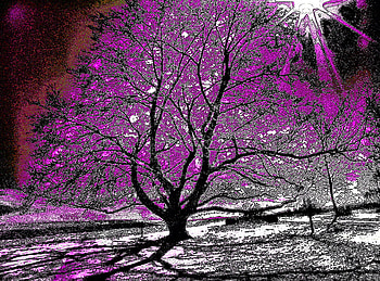 Purple..., alone, garden, beautiful, special, beauty, tree, purple, interesting, 3d, abstract, branches, view, sun HD wallpaper
